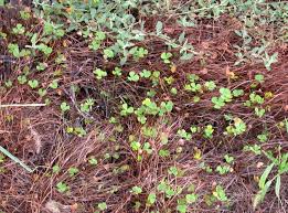 Image result for Marsilea villifolia