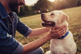 Die gerichte vertreten hier eine fast einhellige meinung und gestatten es, dass der vermieter vom mieter unter fristsetzung verlangen kann, den hund abzuschaffen. Ich Will Einen Hund Kaufen Mein Vermieter Verbietet Das Darf Er Das Watson