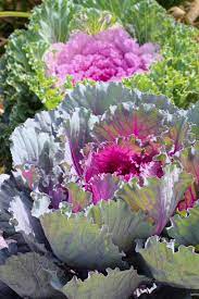 Not just pest infestation, sometimes excessive growth can create a lot of problems. Flowering Kale Growing Conditions How To Grow Ornamental Kale Plants