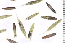 Image result for Pseudobromus