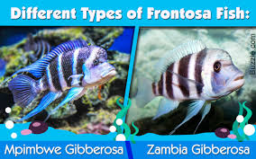 different types of frontosa fish with stunning pictures