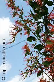 Image result for Combretum microphyllum