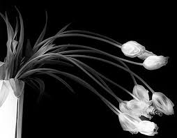 Black And White Still Life Photographers 35 Superb Examples Of Still Life Photography Still Life Photography Still Photography Life Photography