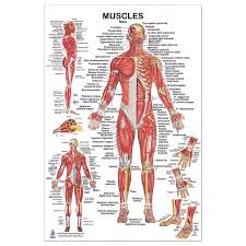 Immigrant muscles of the upper limb that lie superficially in the back. Muscles Male Large Poster