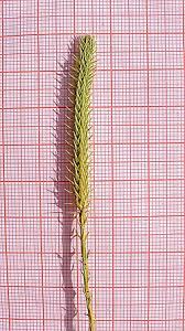 Image result for Lycopodiella caroliniana