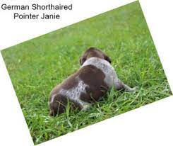 German shorthaired pointers at dry creek ranch. German Shorthaired Pointer Puppies For Sale In Fresno Agriseek Com