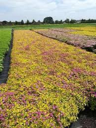 Image result for spirea japonica gold princess