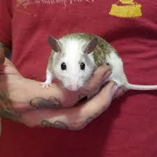 Easy access to hwy 4 as well as kirker pass road to get to walnut creek. Rat S Got Your Tongue Crittery Home Facebook