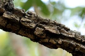 Image result for Ormocarpum