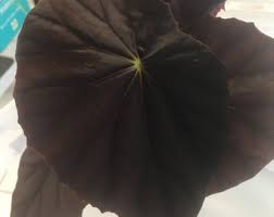 Image result for Begonia potamophila