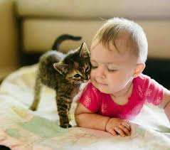 Katzen Menschenbaby Kuscheln Zusammen Tiere Kinder Tiere Katzen