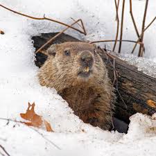 How many days until groundhog day 2021? Groundhog Day February 2 2021 National Today