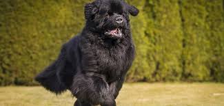 In 2010 i had my first litter with 10 puppies, five black and five brown puppies. Neufundlander Charakter Wesen
