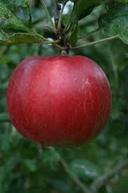 If you are looking for somewhere to buy fruit trees for your home orchard, look no further. Buy Empire Online Crj Fruit Trees Nursery Uk