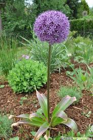 Zierlauch / Kugellauch (Allium) Pflege: Pflanzen, Düngen & Schnitt