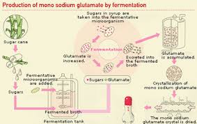 manufacturing process monosodium glutamate msg