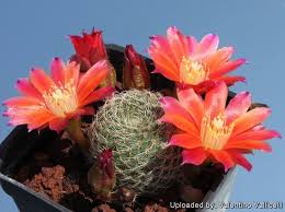 Image result for Clutia hirsuta