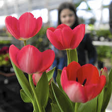 How hilton carter made plant styling a career. Can I Plant Easter Store Bought Tulips Outside The Morning Call