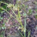 Image result for Scleria catophylla