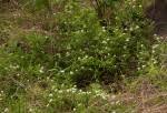 Image result for Jasminum stenolobum