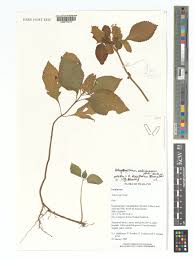 Image result for Achyrospermum