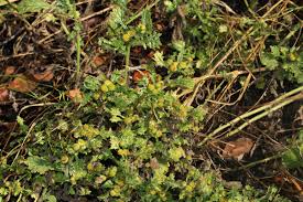 Image result for Grangea maderaspatana