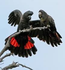 Cockatoos Are The Loudest Of All Parrots They Are Smart Curious And Funny They Can Live From 50 80 Yea Australian Native Birds Cockatoo Australian Parrots