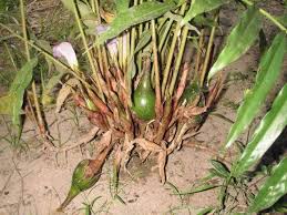 Image result for Aframomum polyanthum