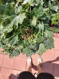 Can u eat zucchini leaves. What Is Eating My Zucchini 474249 Ask Extension