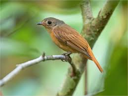 Image result for Neoschumannia cardinea