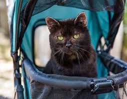 A golf ball) in their bowl. Meet The Handsome Cat With Fiv And Feline Hyperesthesia Syndrome Who Survived A Wildfire And Found A Wonderful Mom Who Takes Him On Lots Of Fun Adventures Meow As Fluff