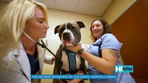 Services in our veterinary clinic in kahului. Dos And Don Ts Of Table Food For Your Pets This Holiday Season Hi Now