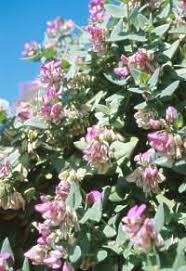 Image result for Polygala capillaris