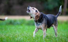 Nine Reasons Dogs Howl And What You Can Do About It All Things Dogs All Things Dogs