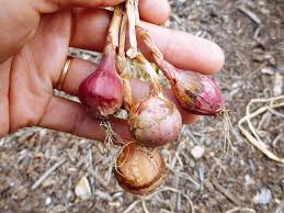Check spelling or type a new query. 7 Secrets To Harvesting Curing And Storing Onions Garden Betty