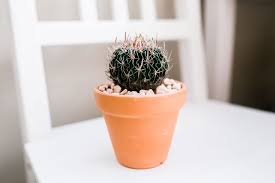 How to treat a cactus for aphids? Brain Cactus Plant Care Growing Guide