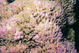 Image result for Subularia monticola