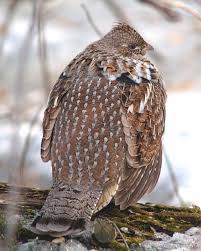 Ruffled Grouse Pet Birds Rare Birds Upland Bird Hunting