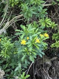Image result for Euryops chrysanthemoides