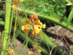 Image result for Bulbine