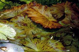 Image result for Nymphaea heudelotii