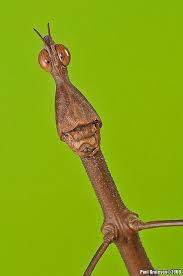 Paul Bratescu Jumping Horse Head Grasshopper Weird Insects Weird Animals Cool Insects