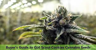 The exact indica/sativa ratio and the breeders of this kush remain unknown . Buyer S Guide To Girl Scout Cookies Cannabis Seeds Cnbs