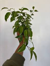 Image result for Ficus variifolia