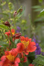 Pin On Flower Types