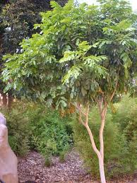 Image result for Khaya grandifoliola