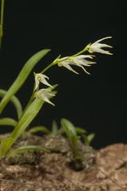 Image result for Stolzia heiligenthalii