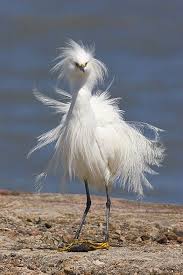 Tropical Bird With Hair On Head Mars By Laureen Burton Oiseaux Droles Oiseaux Aquatiques Animaux Beaux
