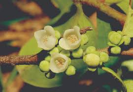 Image result for Ebenaceae