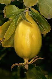 Image result for Gardenia cornuta